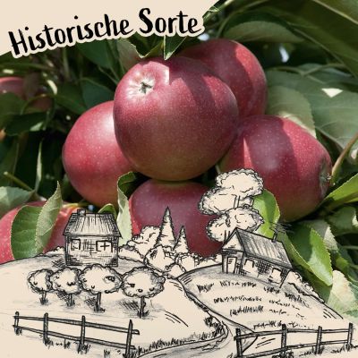 Herbstapfel 'Danziger Kantapfel' Herbstapfel 'Danziger Kantapfel'