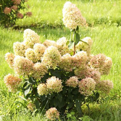 Rispenhortensie 'Skyfall'® Rispenhortensie 'Skyfall'®