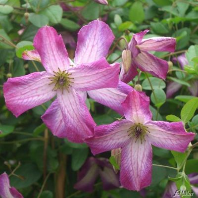 Clematis 'Minuet' Clematis 'Minuet'