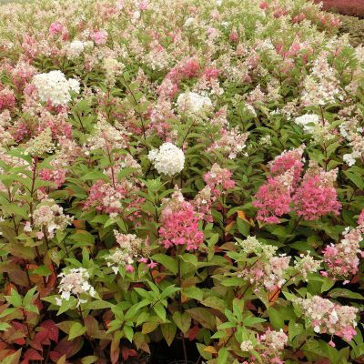 Rispenhortensie 'Candlelight'® Rispenhortensie 'Candlelight'®