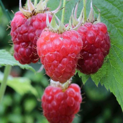 Sommerhimbeere 'Malling Promise'