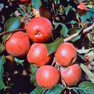 Zwerg-Apfel 'Roter Berlepsch' Zwerg-Apfel 'Roter Berlepsch'