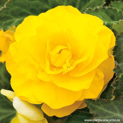 Begonie 'Grandiflora Gelb' - 3 Stück Begonie 'Grandiflora Gelb' - 3 Stück