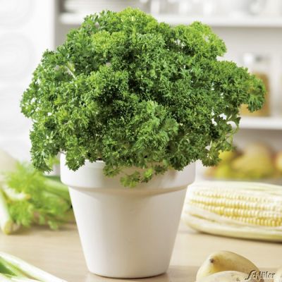 Aromapetersilie 'Mooskrause 2/ Grandeur' - 2 Pflanzen