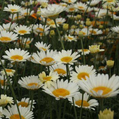 Helle Färberkamille 'Sauce Hollandaise' - Hundskamille