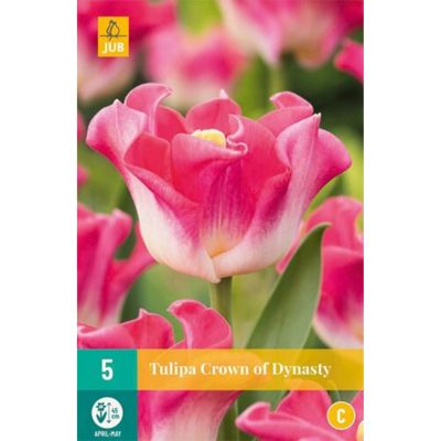 Coronet-Tulpe 'Crown of Dynasty' - 5 Stück