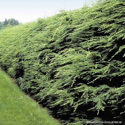 Kanadische Hemlocktanne Kanadische Hemlocktanne