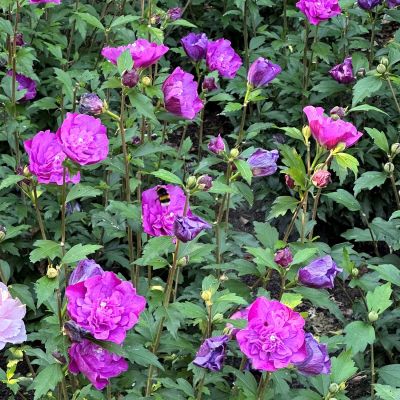 Garteneibisch 'Magenta Chiffon®' Garteneibisch 'Magenta Chiffon®'