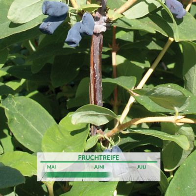 Sibirische Blaubeere 'Atut' Sibirische Blaubeere 'Atut'