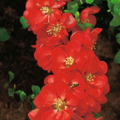 Nordische Zitrone / Strauchquitte 'Cido Red' essbar Nordische Zitrone / Strauchquitte 'Cido Red' essbar