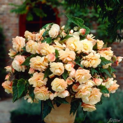 Begonie 'Multiflora Champagne' - 1 Stück Begonie 'Multiflora Champagne' - 1 Stück