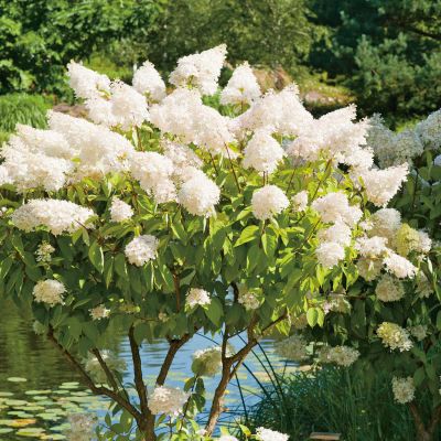 Rispenhortensie 'Grandiflora' - Der Klassiker Rispenhortensie 'Grandiflora' - Der Klassiker
