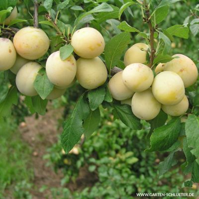 Mirabelle 'Bellamira®' Mirabelle 'Bellamira®'