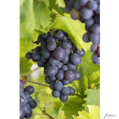 Blaue Tafeltraube 'Attika' Blaue Tafeltraube 'Attika'