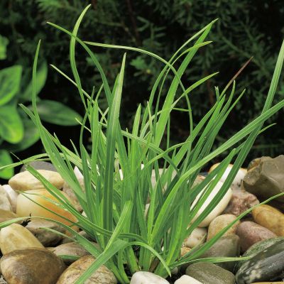 Grünes Kopfgras Grünes Kopfgras