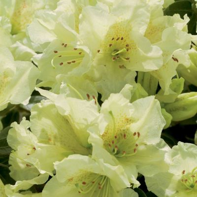 Zwerg-Rhododendron 'Wren' Zwerg-Rhododendron 'Wren'