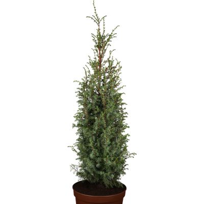 Schmaler Heidewacholder 'Excelsa' Schmaler Heidewacholder 'Excelsa'