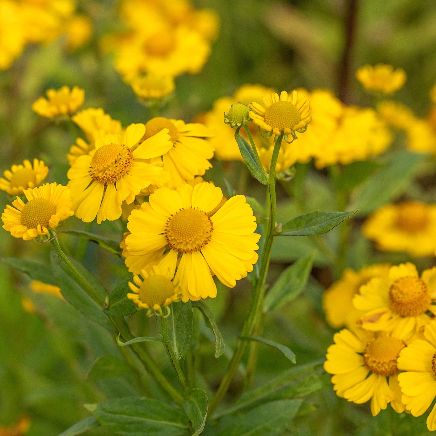 Sonnenbraut 'Kanaria' - Helenium x kaufen