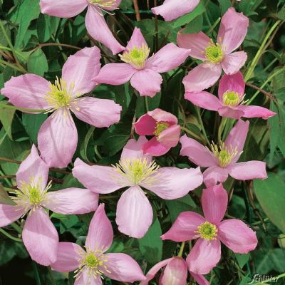 Clematis 'Fragrant Spring' Clematis 'Fragrant Spring'