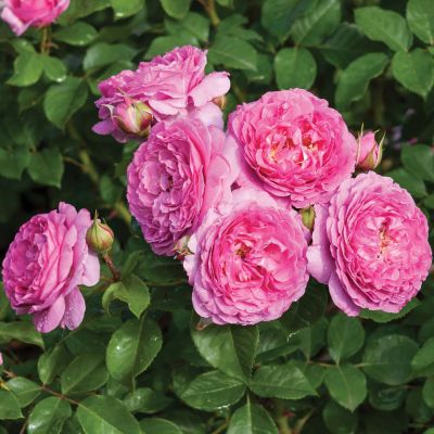 Essbare Rose 'Renée van Wegberg®' Essbare Rose 'Renée van Wegberg®'