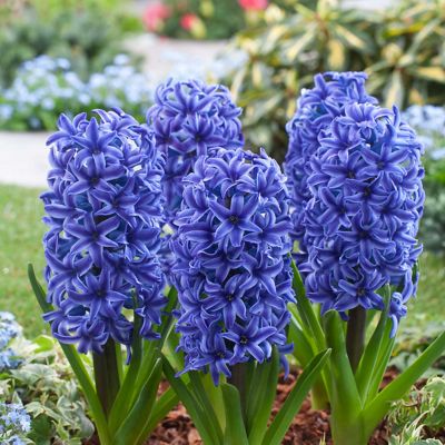 Hyazinthe 'Blue Jacket' - 5 Stück Hyazinthe 'Blue Jacket' - 5 Stück
