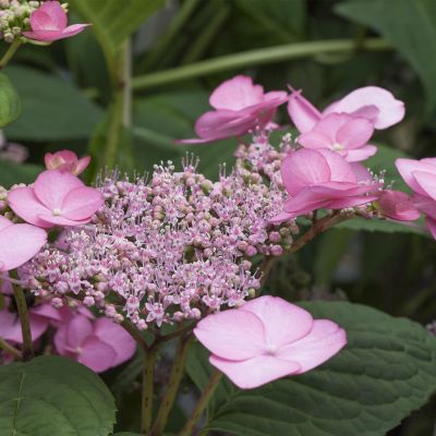 Gartenhortensie 'Rosalba' Gartenhortensie 'Rosalba'