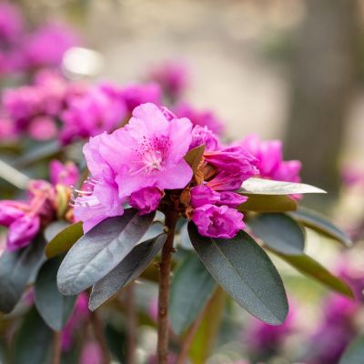 Wild-Rhododendron 'P. J. M. Elite' (frühblühend) Wild-Rhododendron 'P. J. M. Elite' (frühblühend)
