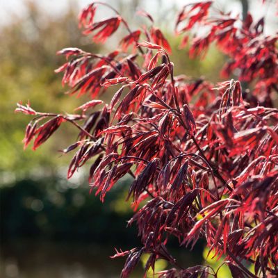 Fächerahorn 'Moonfire' Fächerahorn 'Moonfire'