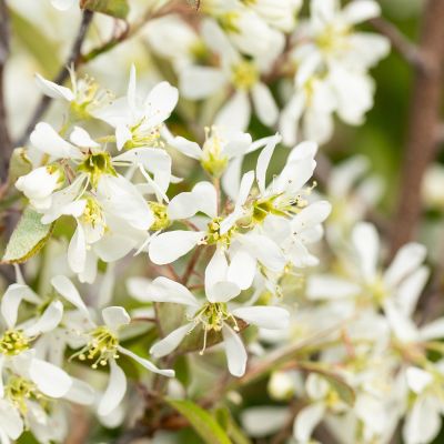 Felsenbirne 'Rainbow Pillar' Felsenbirne 'Rainbow Pillar'