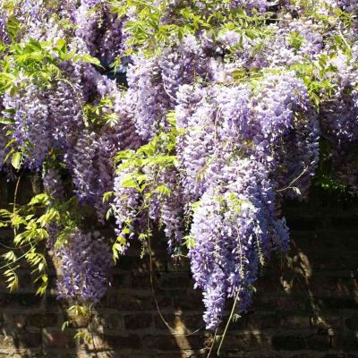 Blauregen - Veredelung Blauregen - Veredelung