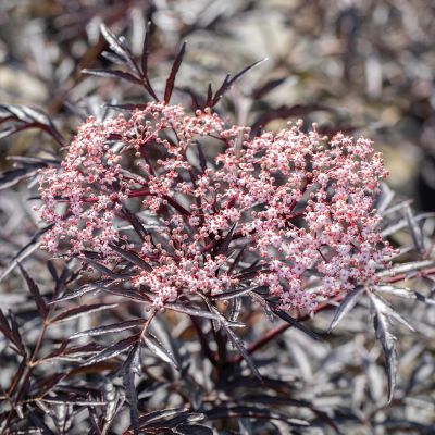Fliederbeere 'Black Lace®'
