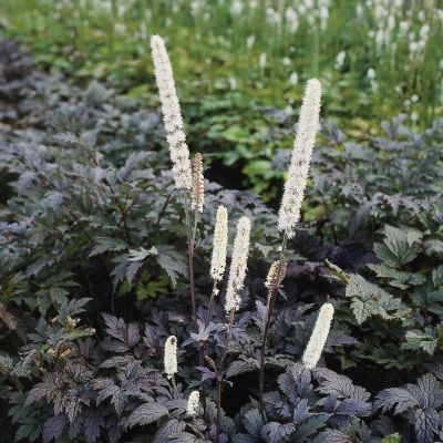 Dunkle Oktober-Silberkerze 'Brunette'