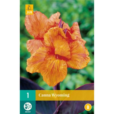 Canna 'Wyoming' - 1 Stück