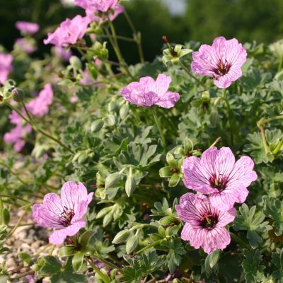 Storchschnabel 'Ballerina' Storchschnabel 'Ballerina'