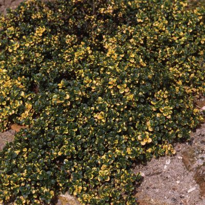 Schopfiger Thymian 'Doone Valley' Schopfiger Thymian 'Doone Valley'