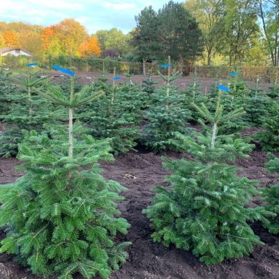 Nordmanntanne im Topf gewachsen - 120-140 cm Nordmanntanne im Topf gewachsen - 120-140 cm