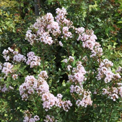 Flieder des Südens 'With Love® Babe'