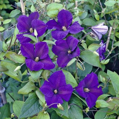 Clematis 'Jackmanii Superba' Clematis 'Jackmanii Superba'