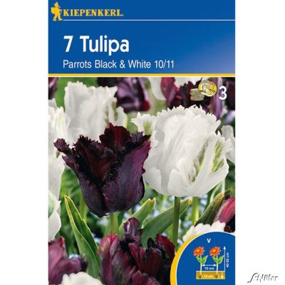 Gefranste Tulpe 'Parrots Black & White' - 7 Stück