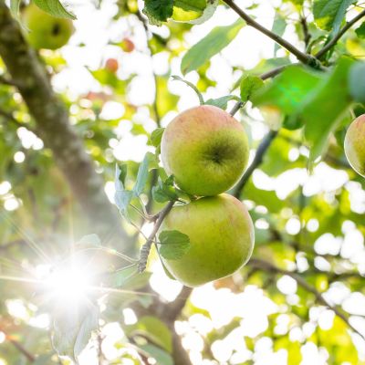 Apfel 'Delbarestival®' Apfel 'Delbarestival®'