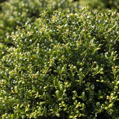 Berg-Ilex 'Glorie Gem'