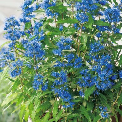 Bartblume 'Blue Sparrow®' - 'Blauer Spatz®' Bartblume 'Blue Sparrow®' - 'Blauer Spatz®'