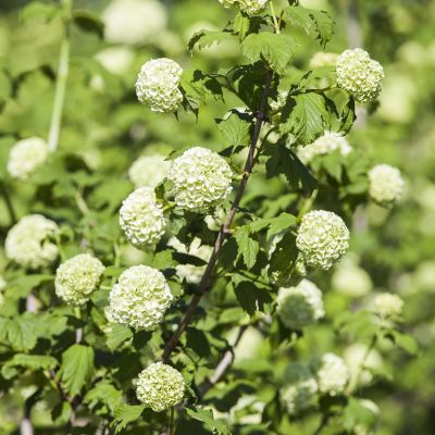 Gefüllter Schneeball 'Roseum'