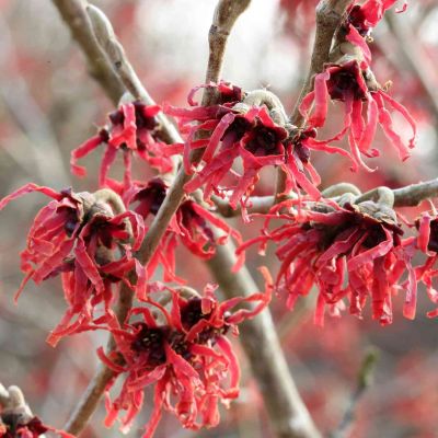 Zaubernuss 'Feuerzauber' Zaubernuss 'Feuerzauber'