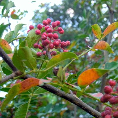 Szechuanpfeffer / Japanischer Pfeffer 'Diable Rouge'