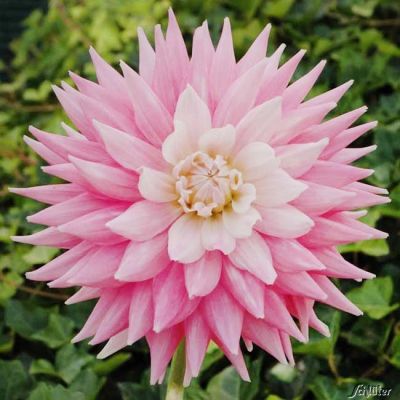 Semi-Kaktusdahlie 'Marlief'