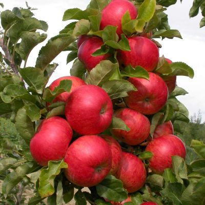 Säulenapfel 'Sonate' Säulenapfel 'Sonate'
