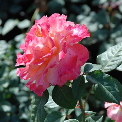Nostalgische Rose 'Augusta Luise®' Nostalgische Rose 'Augusta Luise®'