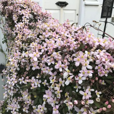 Clematis 'Tetra Rose' Clematis 'Tetra Rose'
