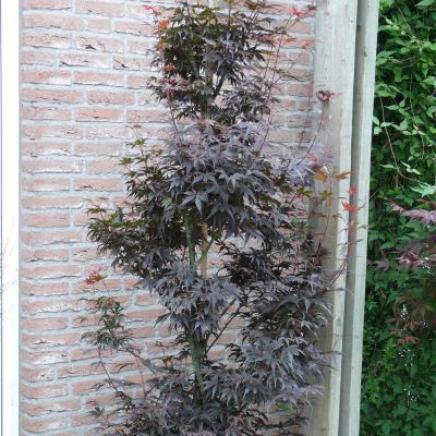 Fächerahorn 'Skeeter's Broom' Fächerahorn 'Skeeter's Broom'